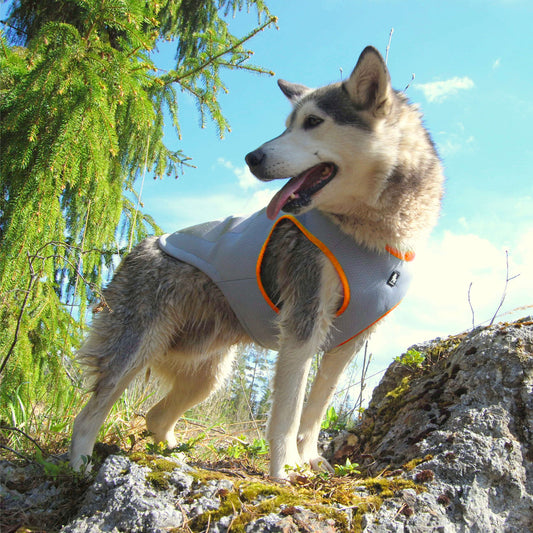 Truelove Cooling Vest - Orange