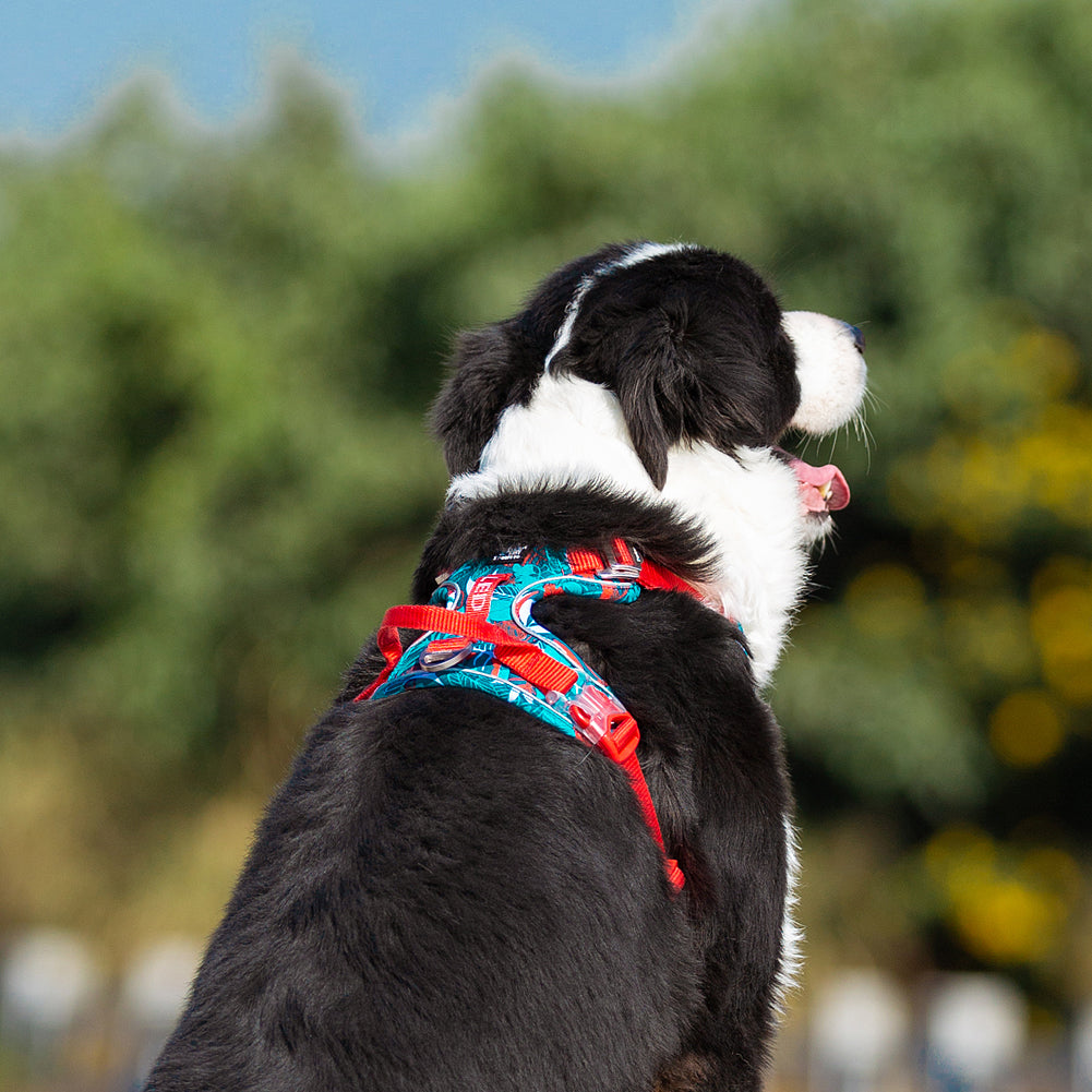 Truelove No-Pull Special Edition Harness - Camouflage Blue