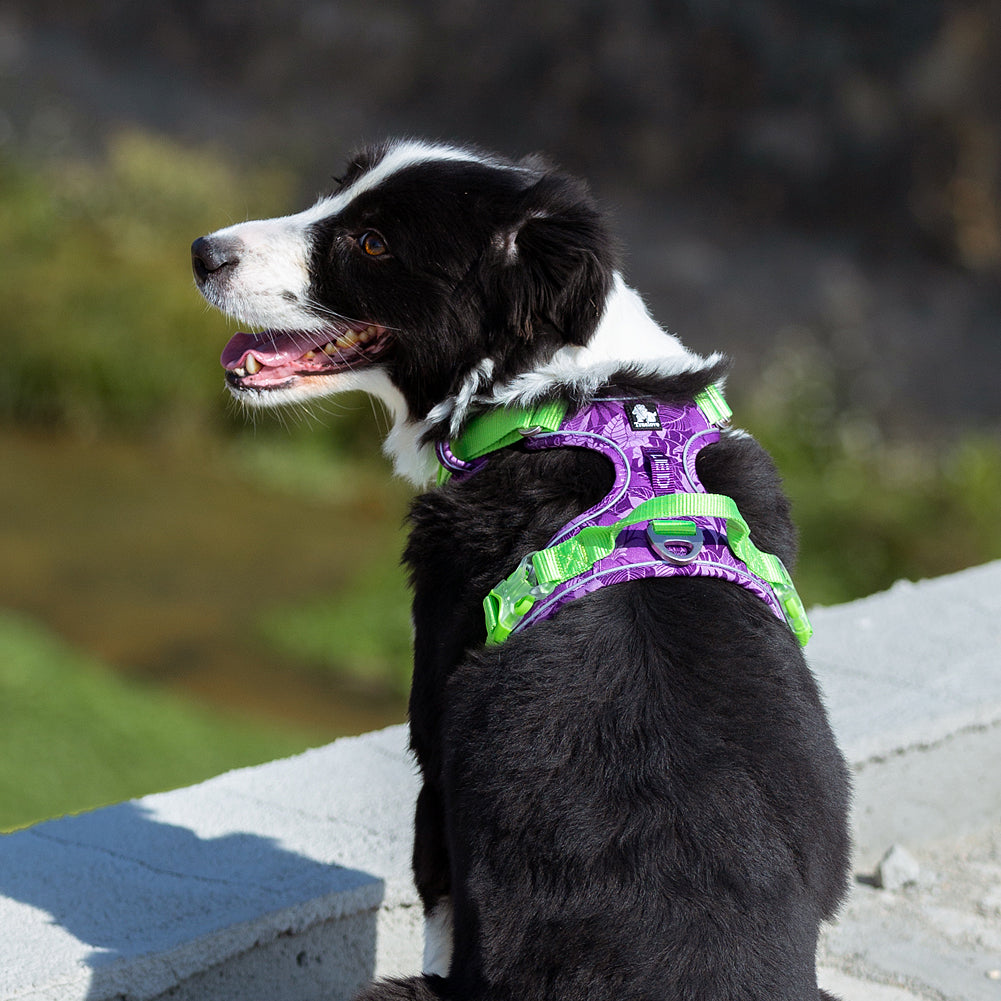 Truelove No-Pull Special Edition Harness - Camouflage Purple