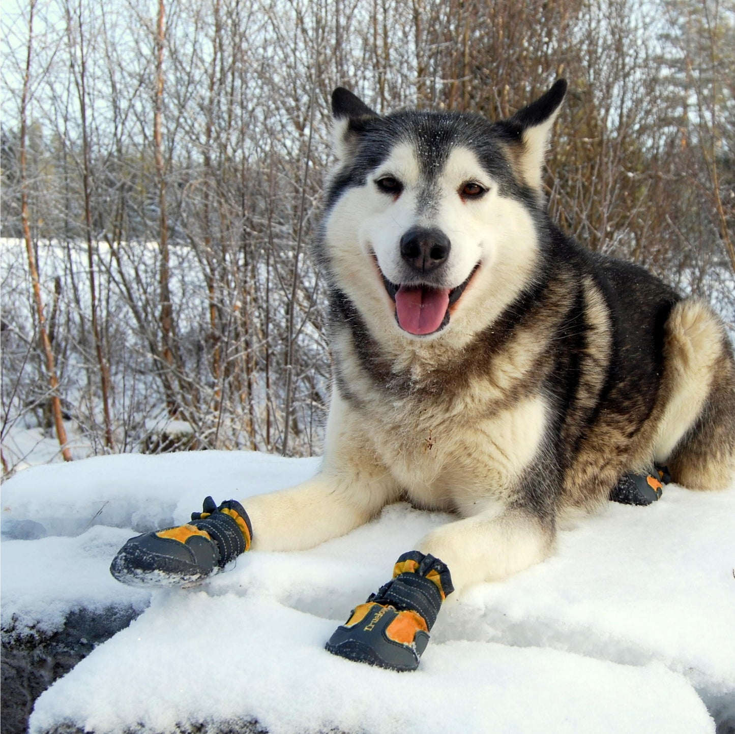 Truelove Pet Boots - Orange